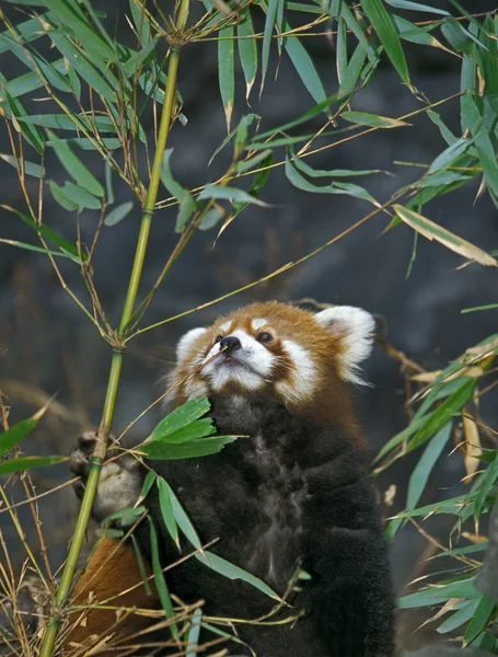 Red Panda Ailurus Fulgens Adulti Che Mangiano Bambù — Foto Stock