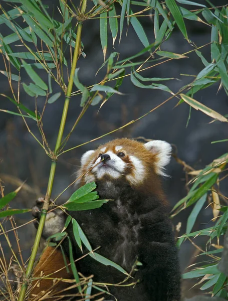 Vörös Panda Ailurus Fulgens Felnőtt Eszik Bambusz — Stock Fotó