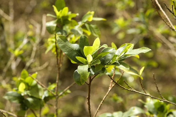 Coca Field, erythroxylum coca, Leafs producing Cocaine, Peru