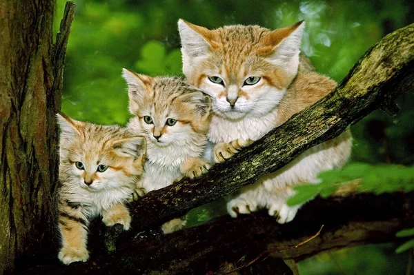 Sand Cat, felis margarita, Mother with Cub standing on Branch