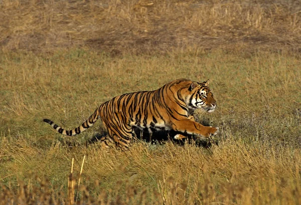 Tigre Bengala Pantera Tigris Tigris Carrera Adultos — Foto de Stock