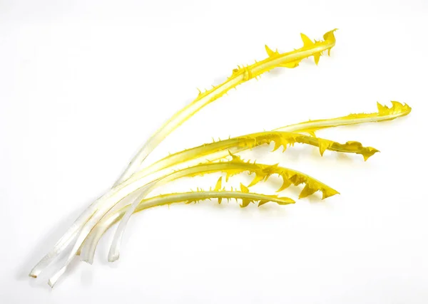 French Chicory Called Barbe Capucin Cichorium Intybus Salad White Background — Stock Photo, Image