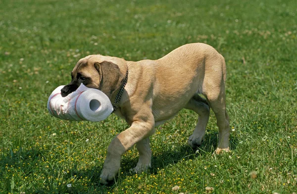 Mastim Dog Cachorro Com Toalhas Papel Sua Boca — Fotografia de Stock