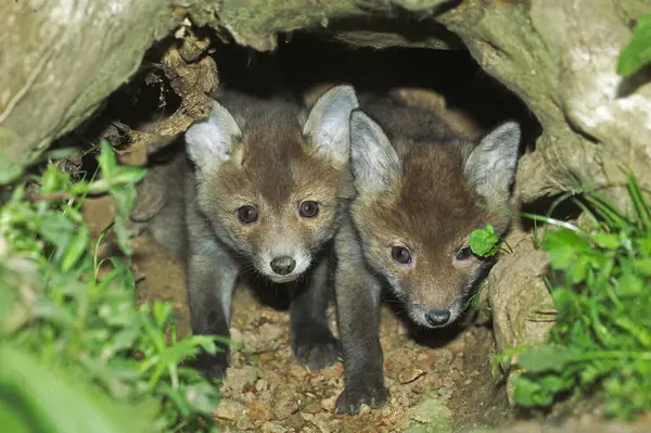 Red Fox Vulpes Vulpes Filhote Cachorro Entrada Den Normandia — Fotografia de Stock