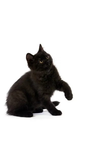 Svart Brittisk Stenografien Inhemsk Katt Kattunge Mot Vit Bakgrund — Stockfoto