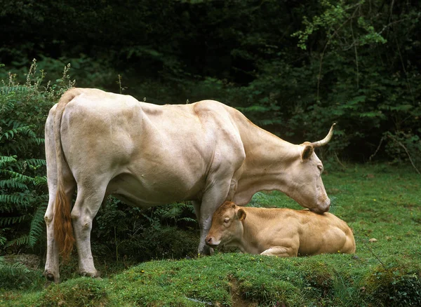 Pyrenean奶牛或Blonde Des Pyrenees Cow Calf 来自法国的家畜 — 图库照片