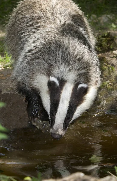 European Badger Meles Meles Normandy — 스톡 사진