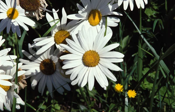 Çiçekli Papatyalar Bellis Perennis — Stok fotoğraf