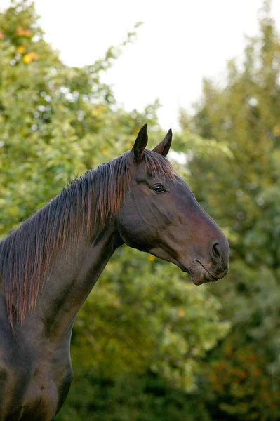 日本語サラブレッド馬 男性像 — ストック写真