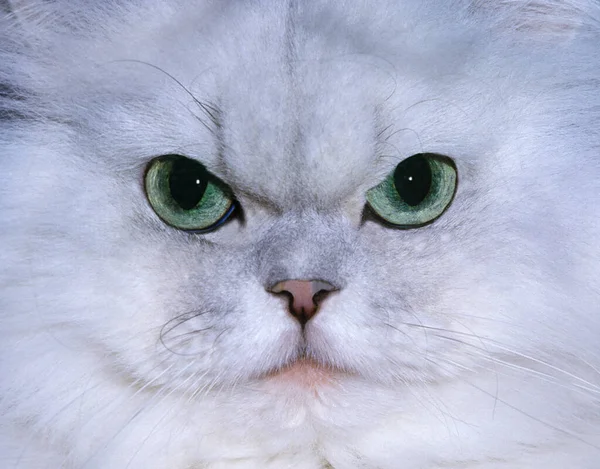 Chinchilla Pérsico Gato Doméstico Con Ojos Verdes Primer Plano Cabeza — Foto de Stock