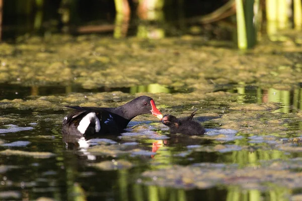 Moorhen Comum Moorhen Europeu Gallinula Chloropus Adulto Lagoa Normandia — Fotografia de Stock