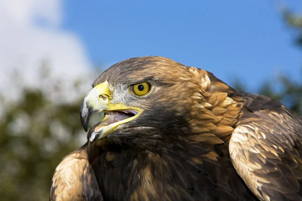 Golden Eagle Aquila Chrysaetos Portrét Dospělého Volajícího — Stock fotografie