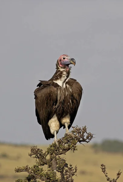 Lappet Faced Vulture Torgos Tracheliotus Adult Standing Branch Masai Mara — Stock Photo, Image
