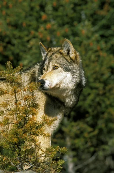 Lobo Gris Norteamericano Canis Lupus Occidentalis Adulto Canadá — Foto de Stock
