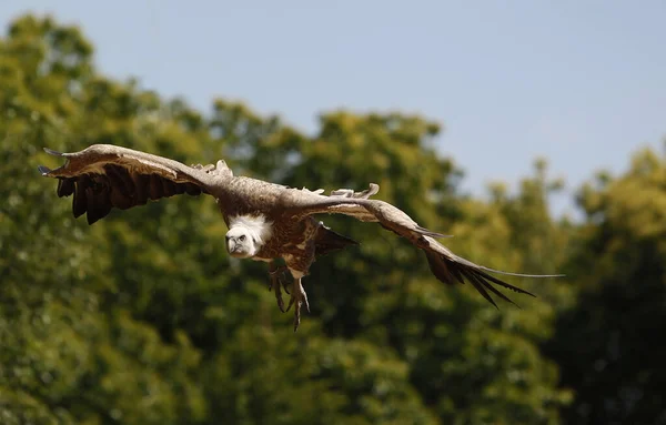 Euraziatische Griffongier Zigeuners Fulvus Volwassene Vlucht — Stockfoto