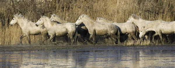 Camargue Pferd Herde Sumpf Camargue Südfrankreich — Stockfoto