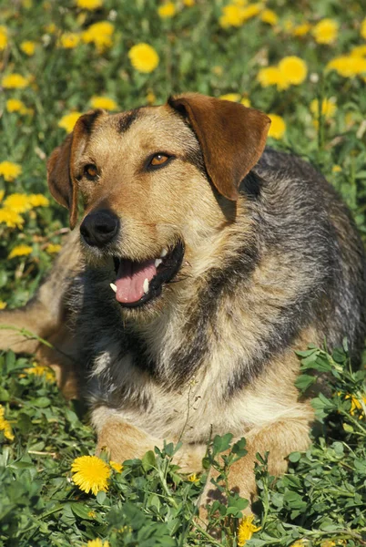 Perro Macho Acostado Flores — Foto de Stock