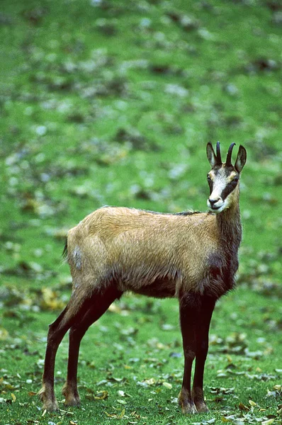 Chamois Rupicapra Rupicapra Adult Standing Grass — Stock Photo, Image