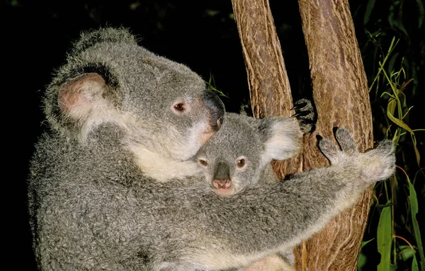 Koala Phascolarctos Cinereus Moeder Met Jong Australië — Stockfoto