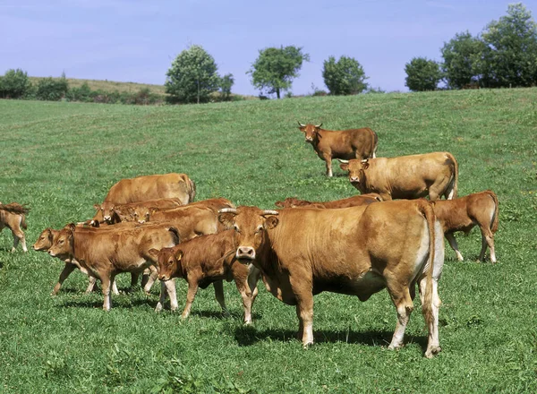 Limousin Bovins Domestiques Vaches Veaux — Photo