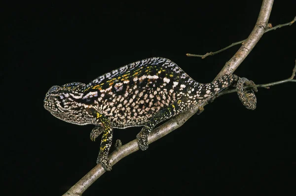 Las Madagaskar Chameleon Furcifer Campani Dorosły Stojący Gałęzi Czarnym Tle — Zdjęcie stockowe