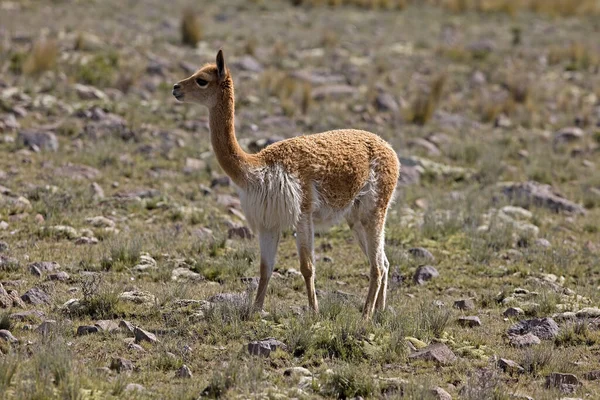 Vicuna Vicugna Vicugna Pampas Galeras National Reserve Peru — Stock Photo, Image