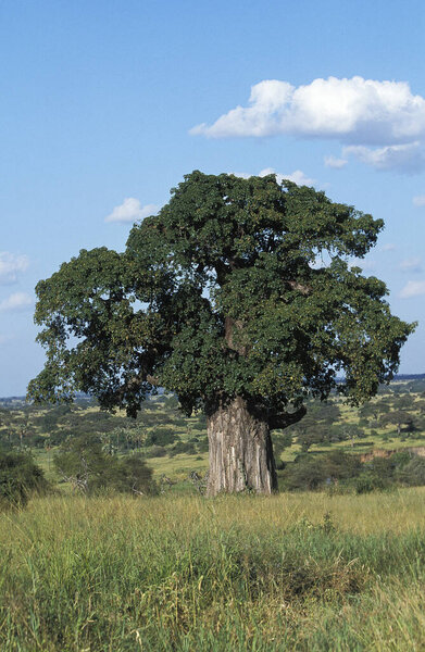 Baobab at Tarangire Park in Tanzania