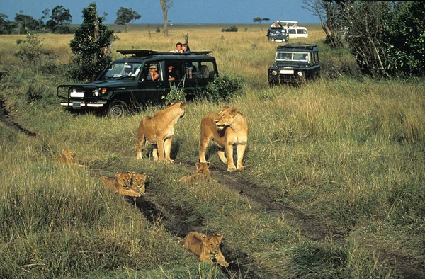 African Lion Panthera Leo Turisté Safari Vans Masai Mara Park — Stock fotografie