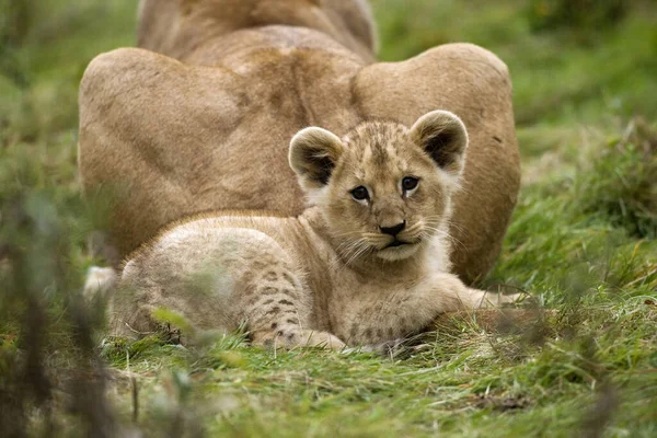 Katanga Lion Southest African Lion Panthera Leo Bleyenberghi — Fotografia de Stock