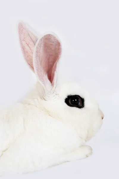 Hotot Rabbit Formandy France — стоковое фото