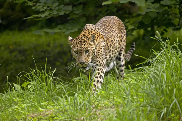Sri Lanka Leopardo Panthera Pardus Kotiya Adulto Caminhando Grama — Fotografia de Stock