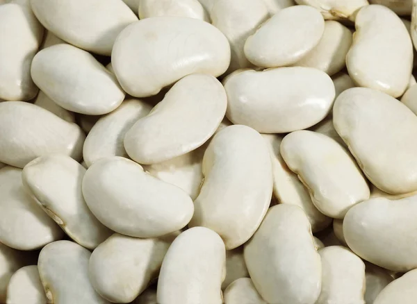 French Soissons Beans Phaseolus Vulgaris — стокове фото