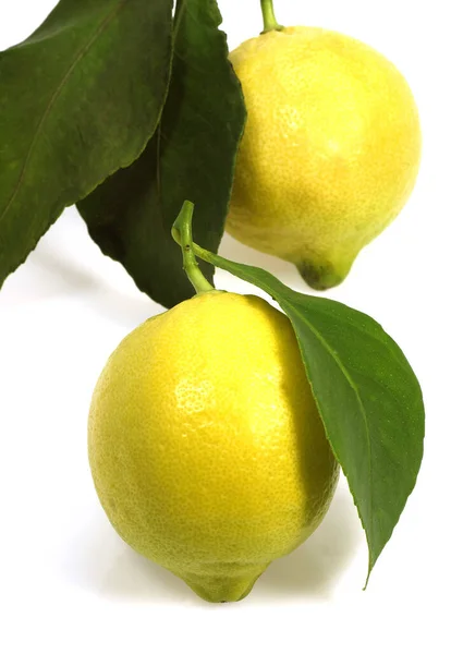 Sárga Citrom Citrus Limonum Gyümölcsök Fehér Háttér Ellen — Stock Fotó