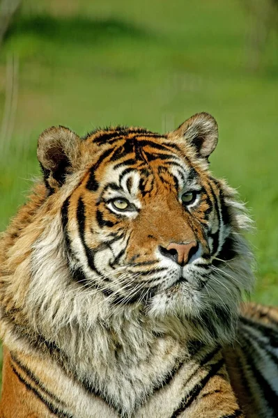 Sumatran Tiger Tigris Sumatrae Retrato Adulto — Fotografia de Stock