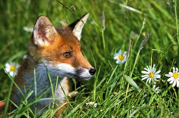 Red Fox Sępy Dorosły Kwiatami Normandia — Zdjęcie stockowe