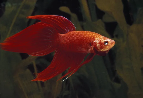 Fighting Fish Betta Splendens Aquarium Fish — Stock Photo, Image