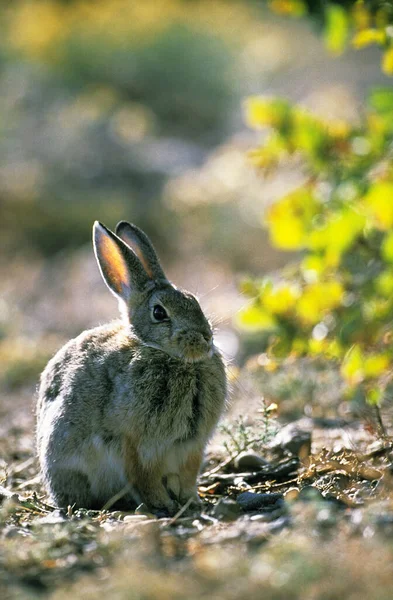 Conejo Cola Algodón Del Desierto Cola Algodón Audubon Sylvilagus Audubonii — Foto de Stock