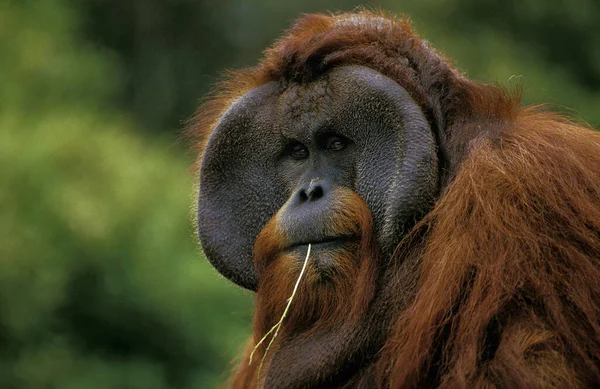 Orang Utan Pongo Pygmaeus Portrait Male — Stock Photo, Image