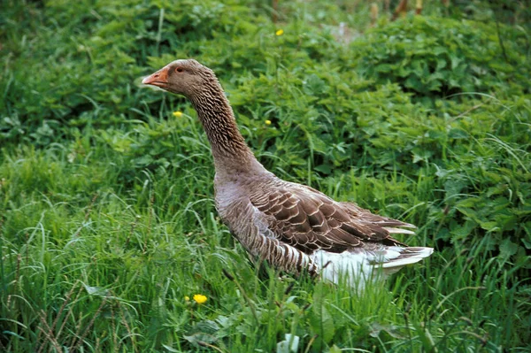 Toulouse Goose Rasse Die Pate Foie Gras Frankreich Produziert — Stockfoto