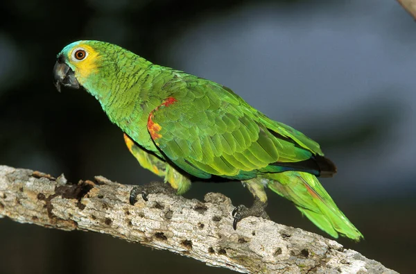 Papagaio Amazônia Frente Azul Papagaio Amazônia Frente Turquesa Amazona Aestiva — Fotografia de Stock