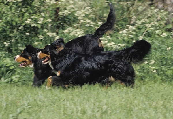 Bernese Perro Montaña Adultos Corriendo —  Fotos de Stock