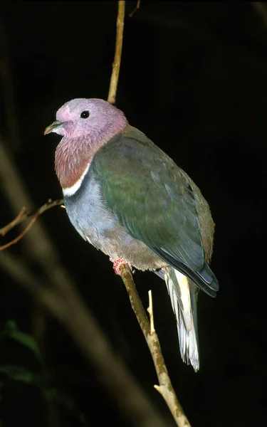 Pink Headed Fruit Dove Ptilinopus Porphyreus Adult Standing Branch — стоковое фото