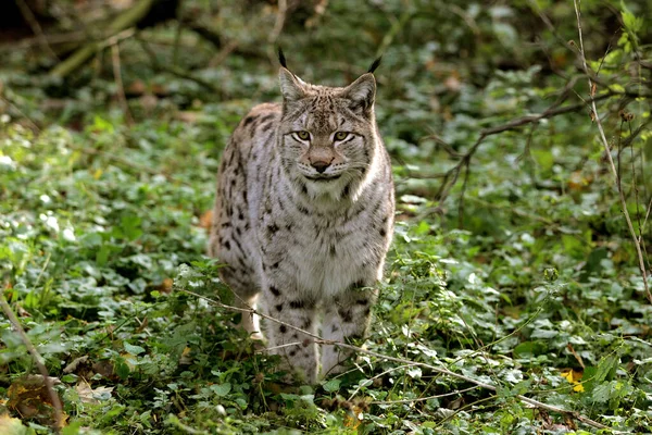 Europäischer Luchs Felis Lynx Erwachsener — Stockfoto