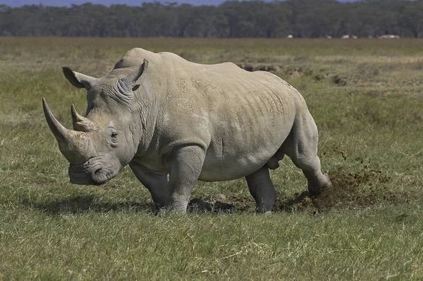 Rhinoceros Biały Ceratotherium Simum Łajno Rozrzucone Dla Dorosłych Nakuru Park — Zdjęcie stockowe