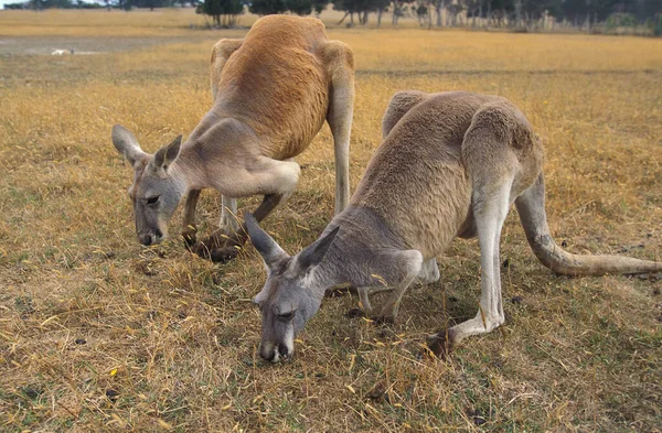 Red Kangaroo Macropus Rufus Adultos Comendo Grama Austrália — Fotografia de Stock