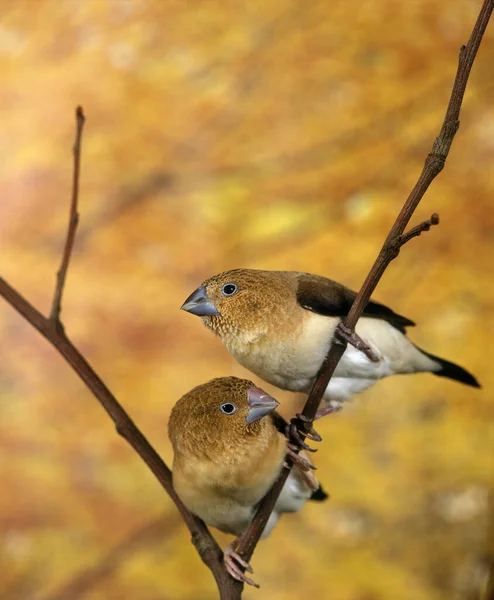 African Silverbill Lonchura Cantans — Stock Photo, Image