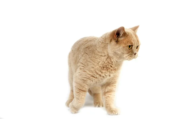 Krem British Shorthair Domestic Cat Kobieta Białym Tle — Zdjęcie stockowe