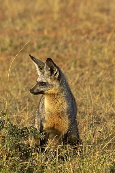 Bat Eared Fox Otocyon Megalotis Dorosły Stojący Suchej Trawie Masai — Zdjęcie stockowe