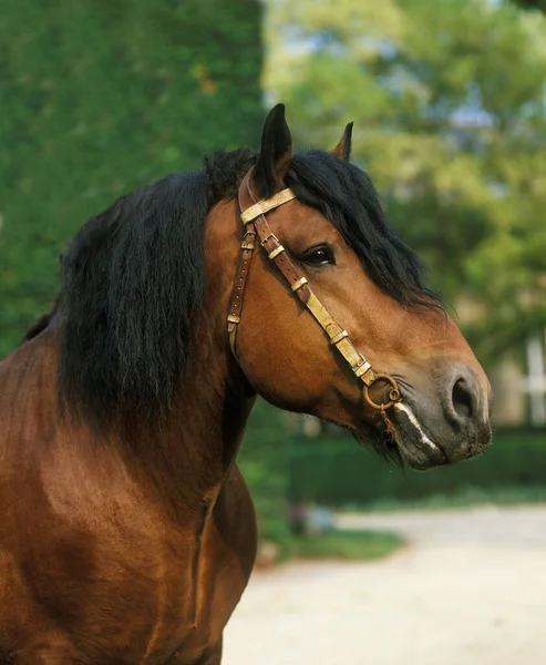 Ardenese Horse Portré Haras Compiegne Franciaországban — Stock Fotó