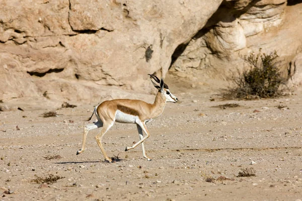 Springbok Antidorcas Marsupialis Caminhada Adultos Deserto Namib Namíbia — Fotografia de Stock